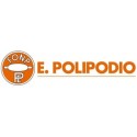Polipodio